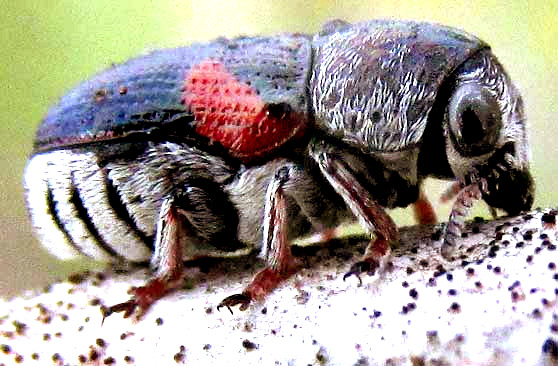 Case-bearing Leaf Beetle, COLEOROZENA PILATEI, side view