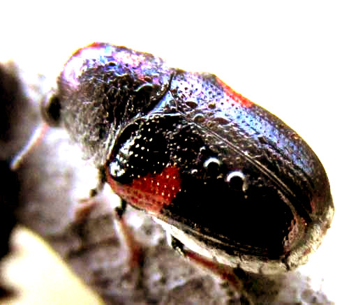 Case-bearing Leaf Beetle, COLEOROZENA PILATEI, top view