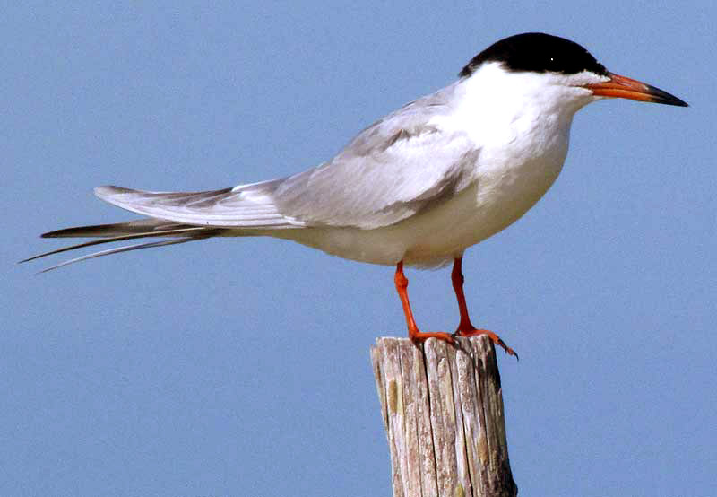 Forster's Tern