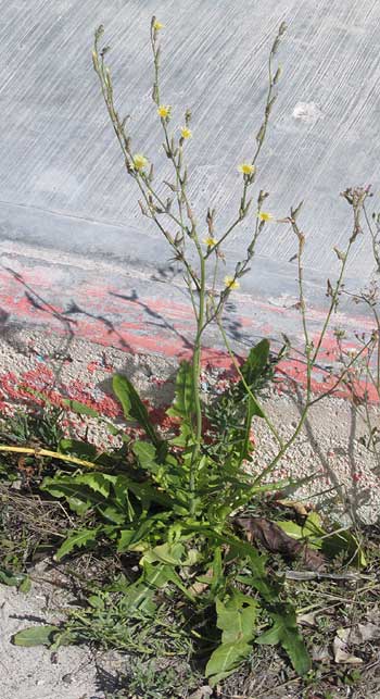 Bitter Lettuce, LAUNAEA INTYBACEA, habitat