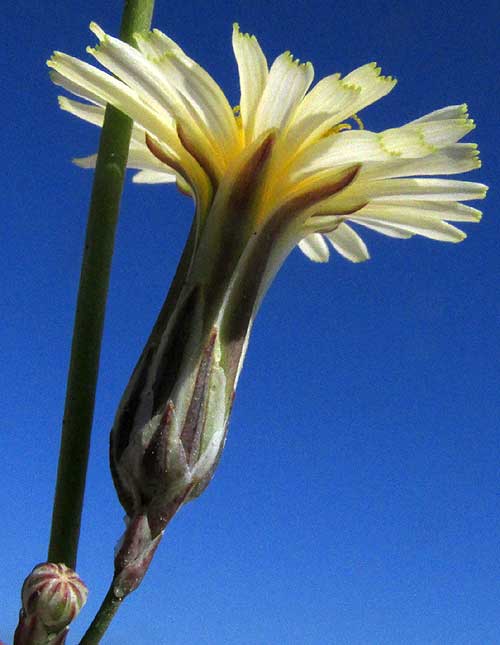 Bitter Lettuce, LAUNAEA INTYBACEA, flowering head side view