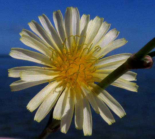 Bitter Lettuce, LAUNAEA INTYBACEA, flowering head, top view