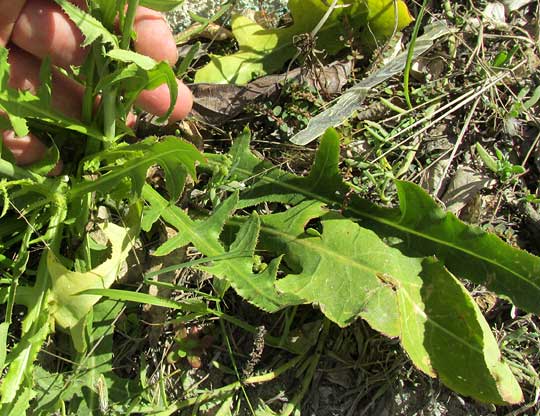 Bitter Lettuce, LAUNAEA INTYBACEA, stem & leaves