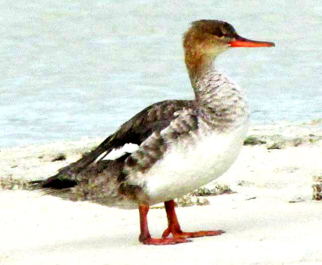 Red-breasted Merganser, MERGUS SERRATOR, winder plumage