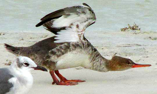 Red-breasted Merganser, MERGUS SERRATOR, winter plumage, taking a poop