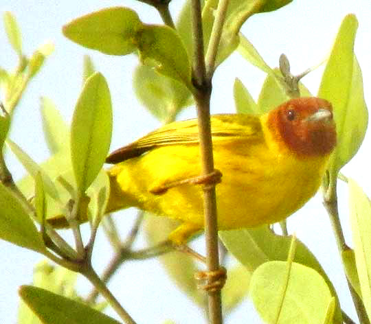 Mangrove Warbler, DENDROICA PETECHIA