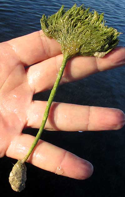 Shaving Brush Alga, PENICILLUS CAPITATUS