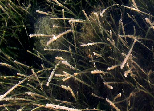 Shaving Brush Alga, PENICILLUS CAPITATUS, habitat
