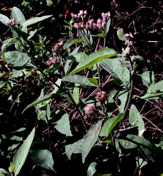 Salt-marsh Fleabane, PLUCHEA ODORATA, flowers & leaes