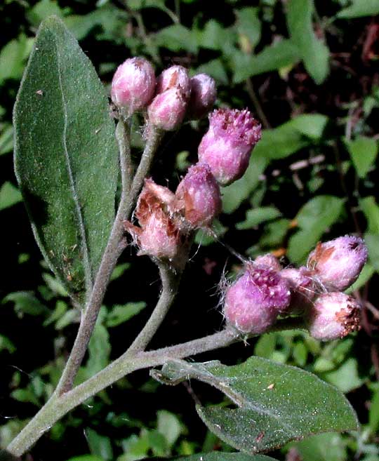 Salt-marsh Fleabane, PLUCHEA ODORATA, flowering heads