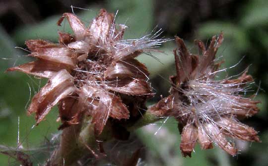 Salt-marsh Fleabane, PLUCHEA ODORATA, bracts after fruits released