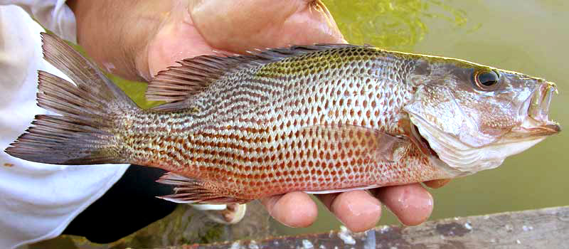 Gray Snapper, LUTJANUS GRISEUS