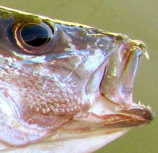 Gray Snapper, LUTJANUS GRISEUS, open mouth showing teeth