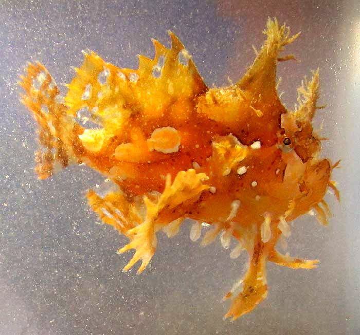 Sargassum Fish, HISTRIO HISTRIO, side view