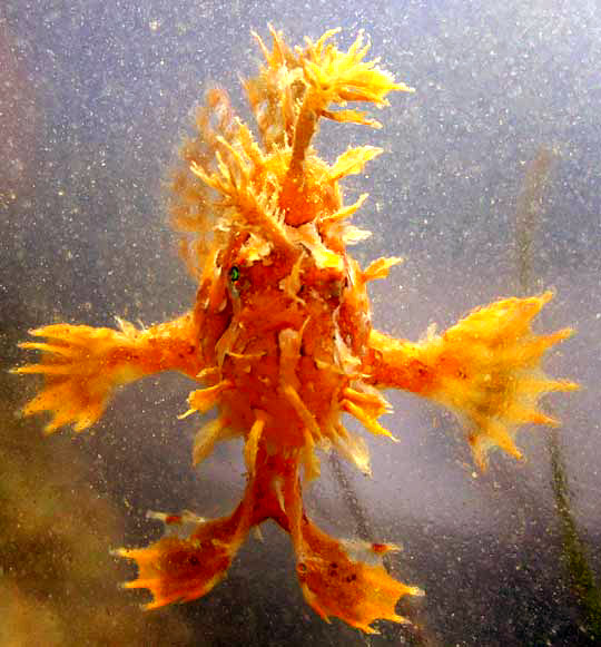 Sargassum Fish, HISTRIO HISTRIO, front view