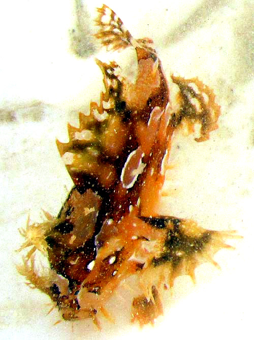 Sargassum Fish, HISTRIO HISTRIO