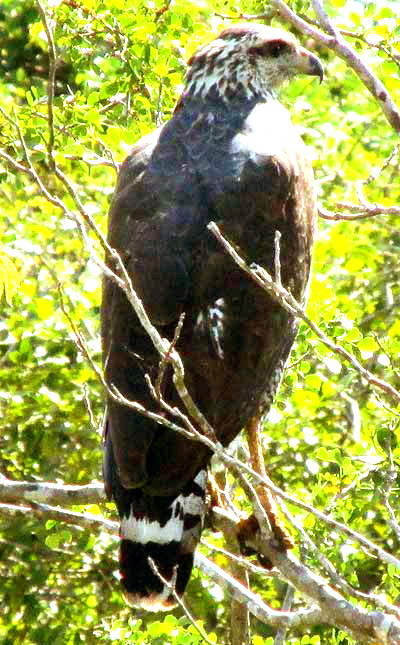 Great Black Hawk, BUTEOGALLUS URUBITINGA, tail down, back view