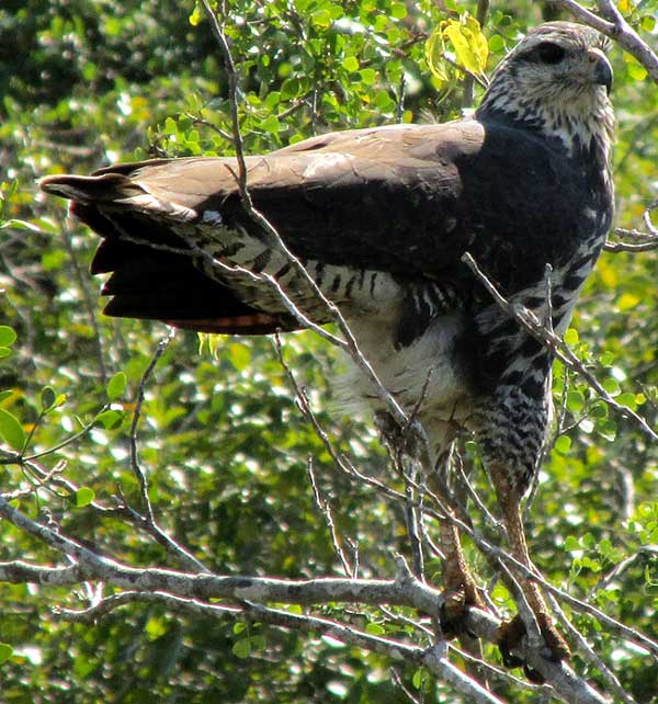 Great Black Hawk, BUTEOGALLUS URUBITINGA, juvenile plumage