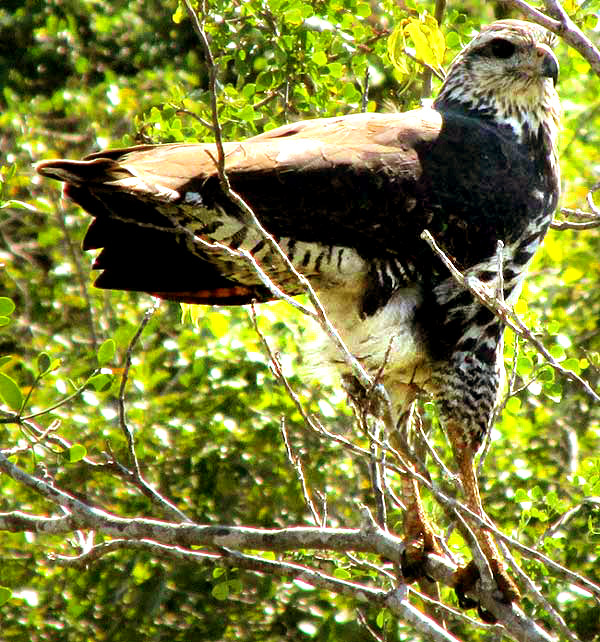 Great Black Hawk, BUTEOGALLUS URUBITINGA, juvenile plumage