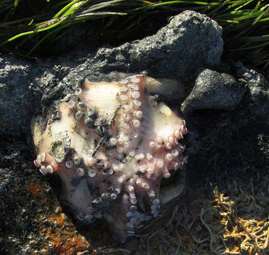 Mexican Four-eyed Octopus, OCTOPUS MAYA, bottom side when stuck to a rock