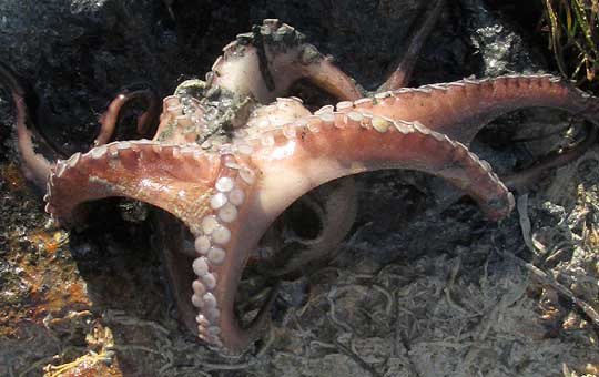 Mexican Four-eyed Octopus, OCTOPUS MAYA, unsticking itself from rock