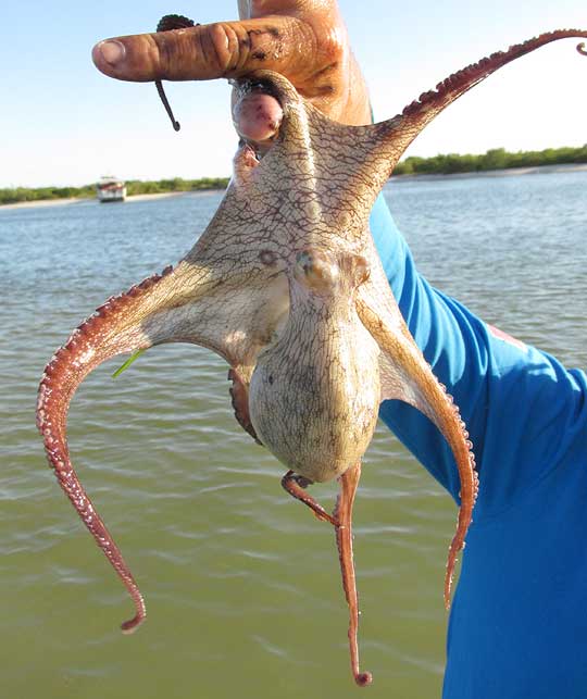 Mexican Four-eyed Octopus, OCTOPUS MAYA, danging from hand