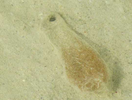 polychaete egg mass issuing from submerged hole in sand