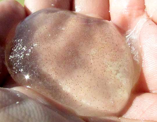 polychaete egg mass in hand