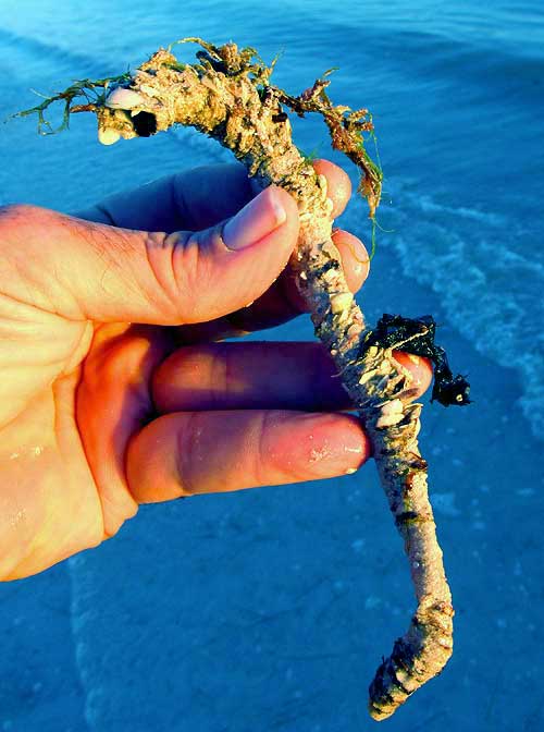 polychaete tube encrusted with shells