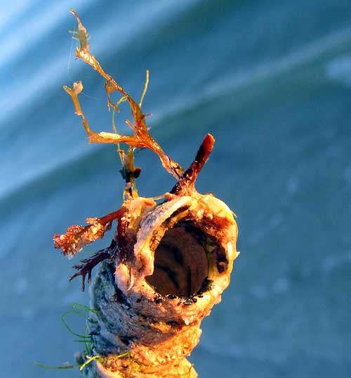 hollow polychaete tube