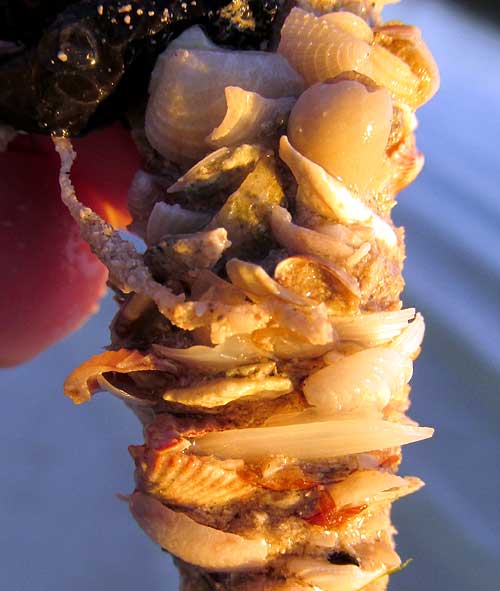Polychaete tube encrusted with shellls & shell fragments