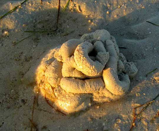 Lugworm casting, Arenicola brasiliensis