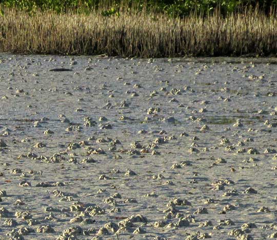 Lugworm castings on mudflats, Arenicola brasiliensis