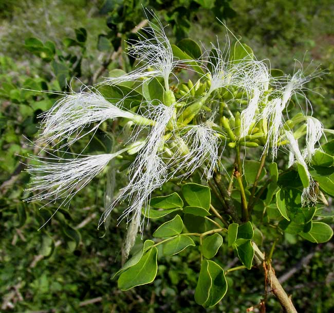 SPHINGA PLATYLOBA, flowers & leaves