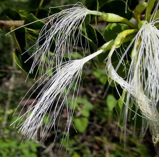 SPHINGA PLATYLOBA, flowers