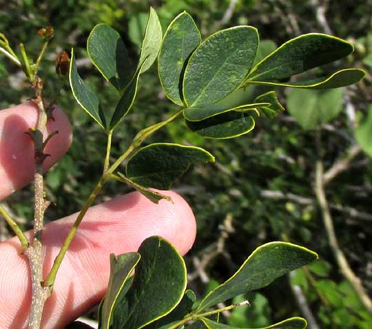 SPHINGA PLATYLOBA, compound leaf