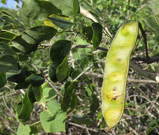 SPHINGA PLATYLOBA, legume