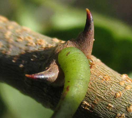 SPHINGA PLATYLOBA, stipular spines