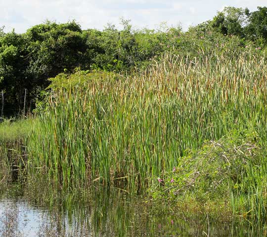 Southern Cattail, TYPHA DOMINGENSIS