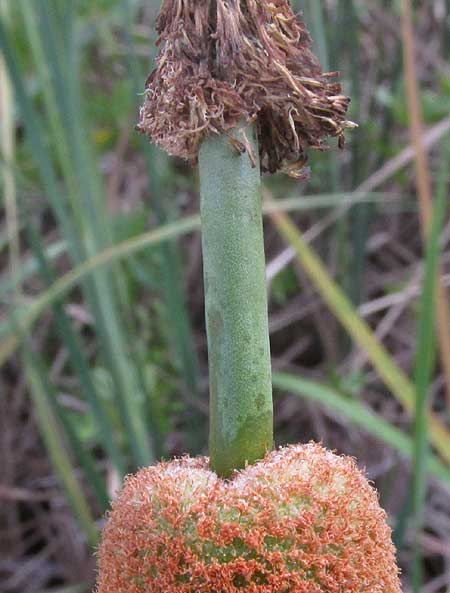 Southern Cattail, TYPHA DOMINGENSIS, flowers and space between males & females