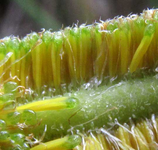 Southern Cattail, TYPHA DOMINGENSIS, anthers on axis