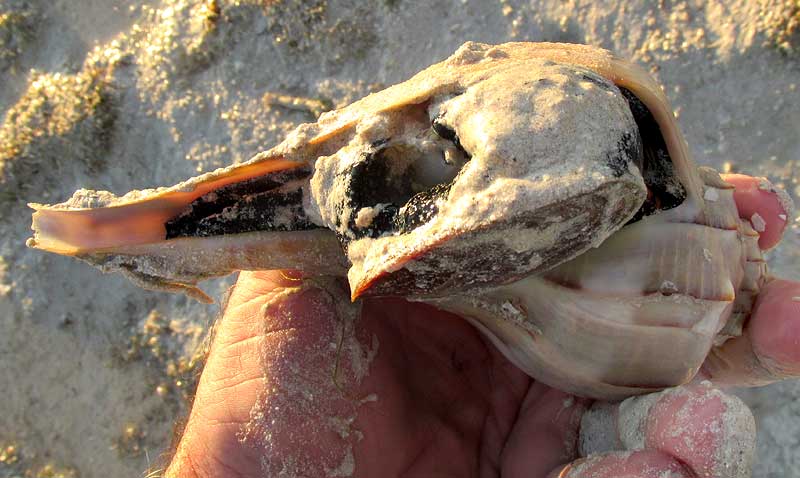 Lightning Whelk, BUSYCON PERVERSUM