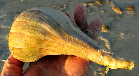  Lightning Whelk, BUSYCON PERVERSUM, top view