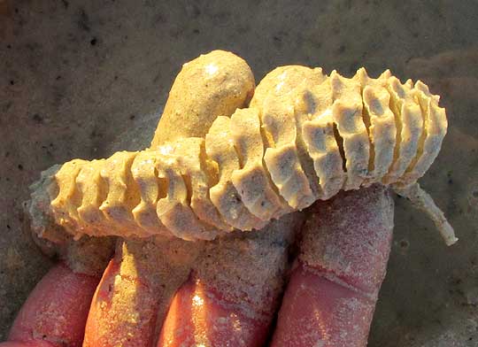  Lightning Whelk, BUSYCON PERVERSUM, egg cases