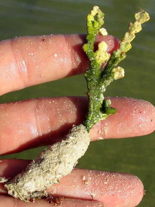 HALIMEDA INCRASSATA