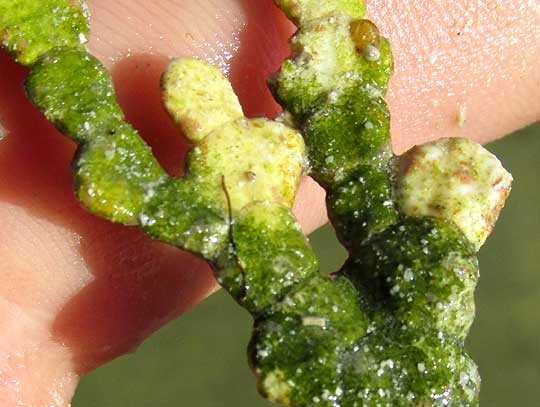 HALIMEDA INCRASSATA, close-up