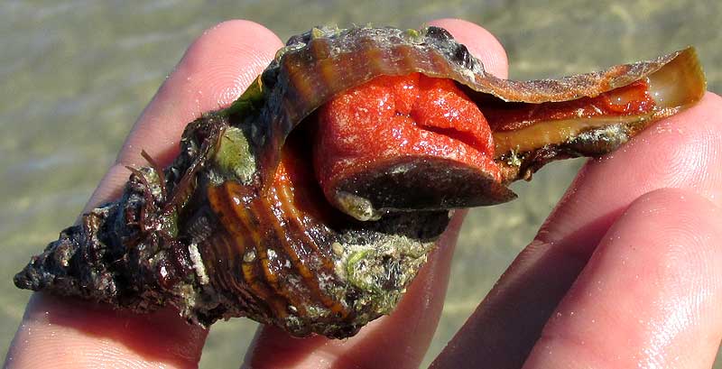 Horse Conch, TRIPLOFUSUS GIGANTEUS, bottom view