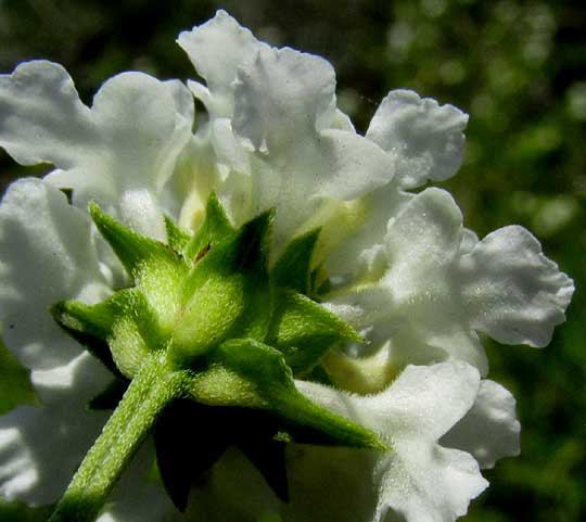 Wild Oregano, LIPPIA GRAVEOLENS, flower head from below showing bract