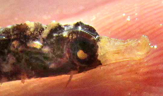 Banded Pipefish, HALICAMPUS CRINITUS, head