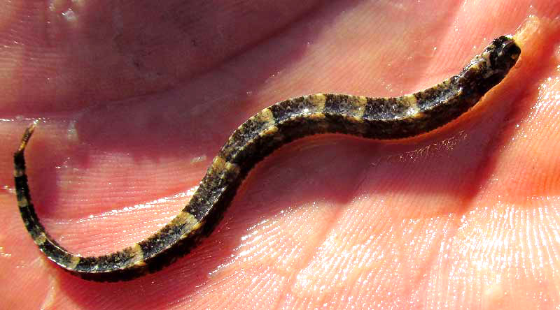 Banded Pipefish, HALICAMPUS CRINITUS